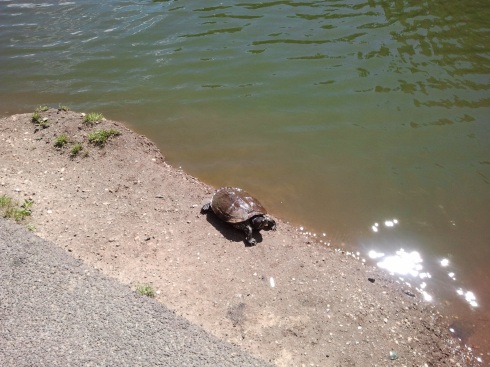 A turtle going for a walk along the Morningside Pond