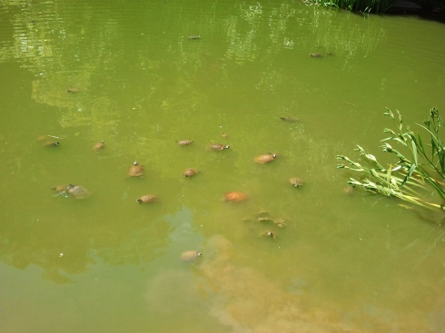 A group of turtles swimming in the Morningside Pond